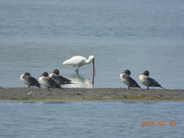 鳥類